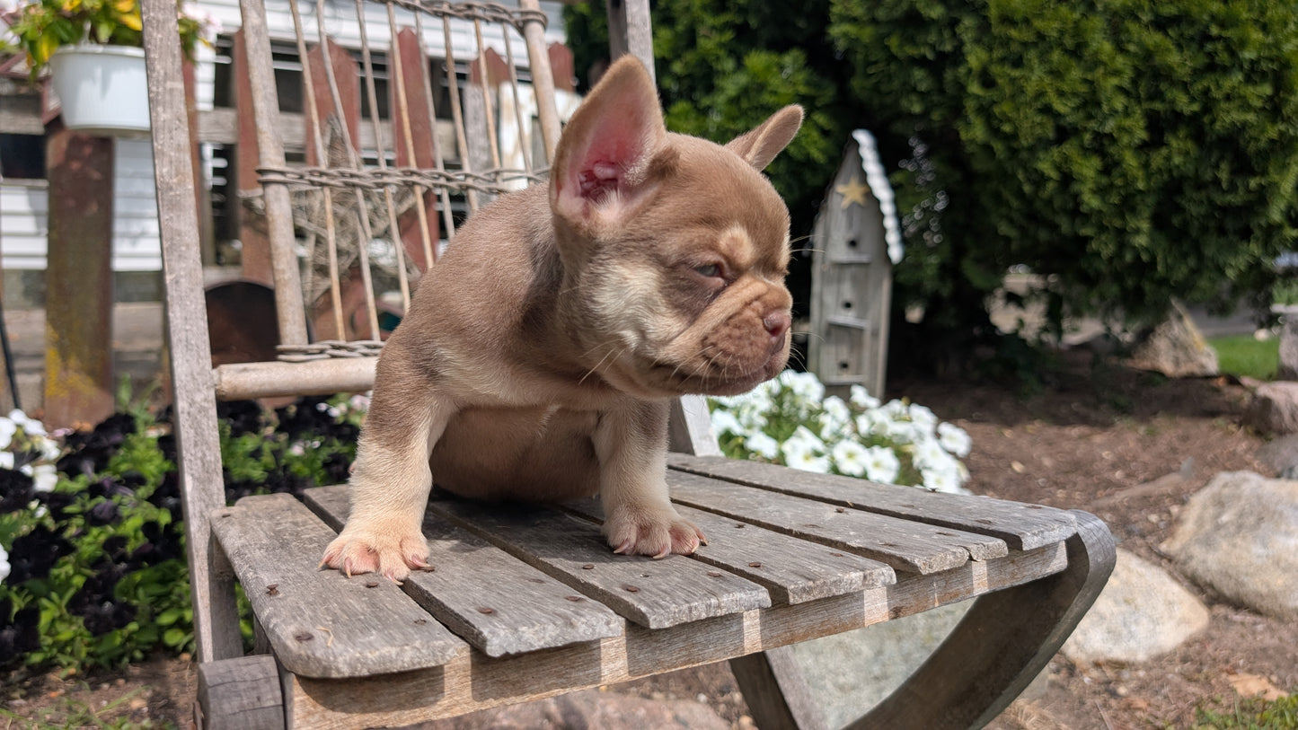 FRENCH BULLDOG (07/11) MALE