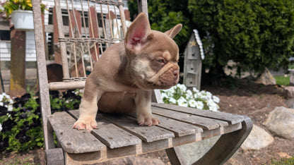 FRENCH BULLDOG (07/11) MALE