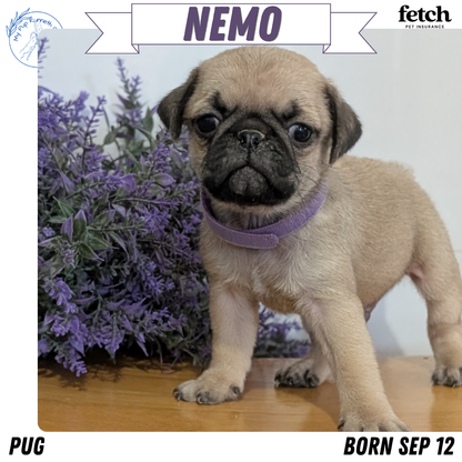 PUG (SEP 12) 4 MALES/1 FEMALE