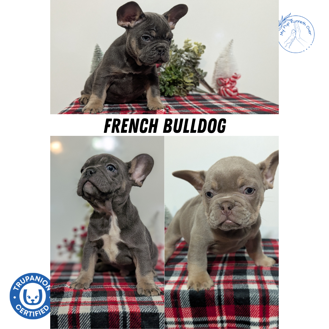 FRENCH BULLDOG (OCT 03) MALES