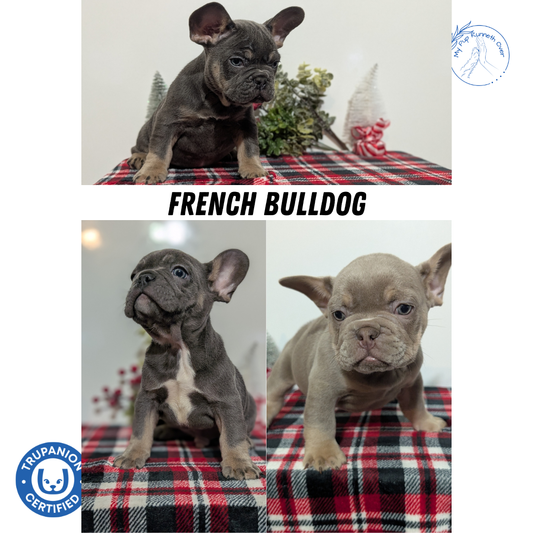 FRENCH BULLDOG (OCT 03) MALES