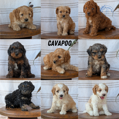 CAVAPOO (MAY 23) MALES