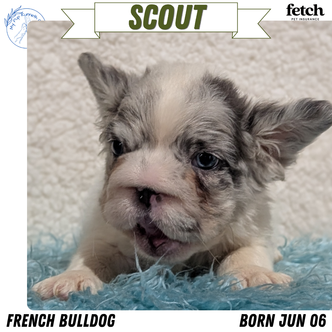 FRENCH BULLDOG (JUN 06) MALES