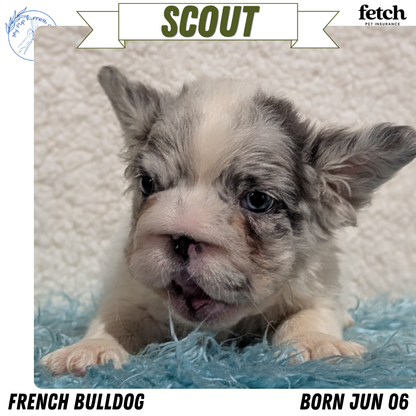 FRENCH BULLDOG (JUN 06) MALES