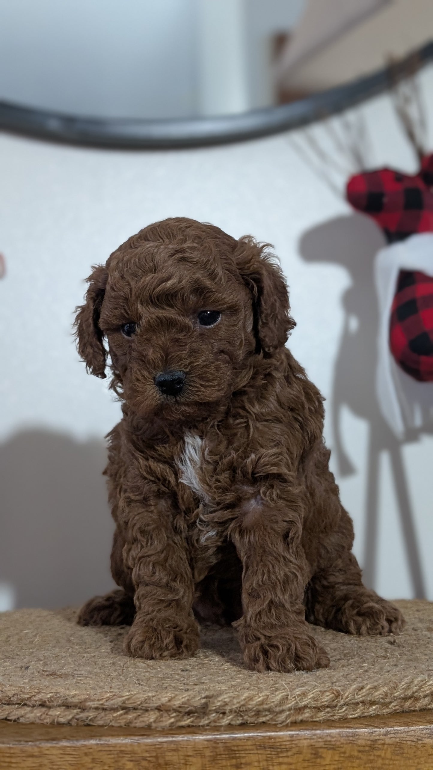 MINI POODLE (NOV 14) MALES