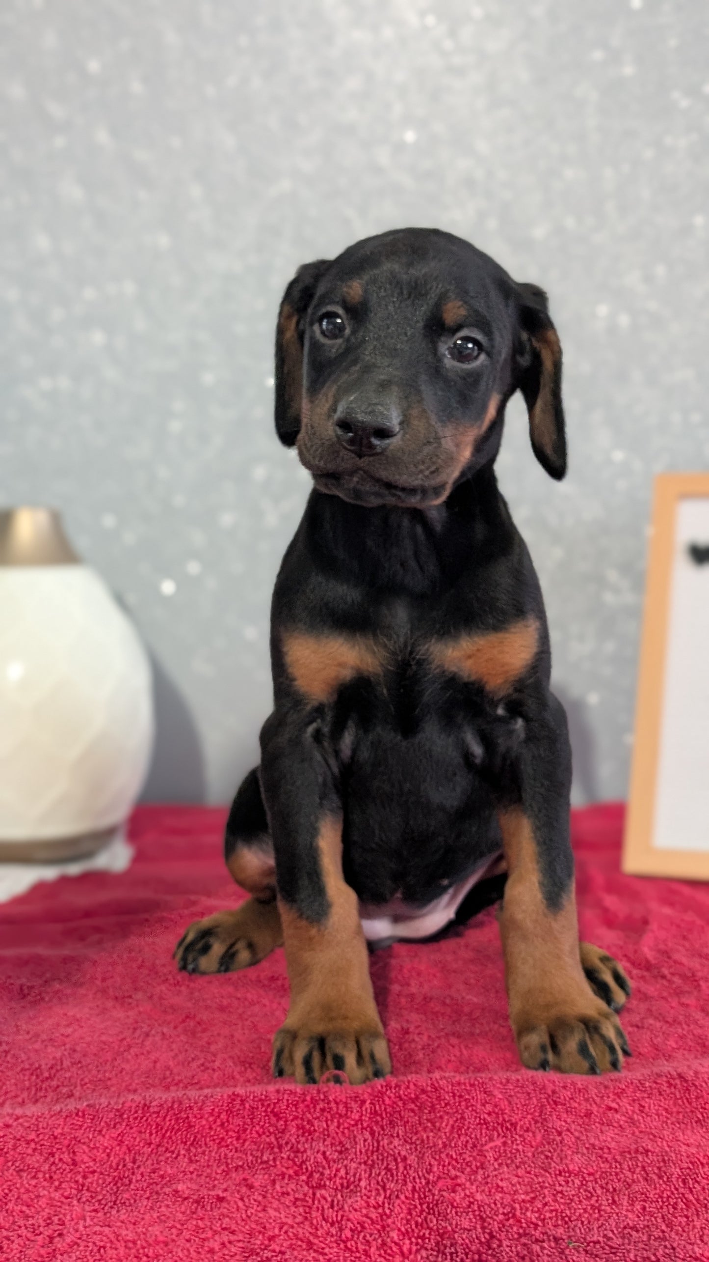 DOBERMAN PINSCHER (OCT 17) FEMALES