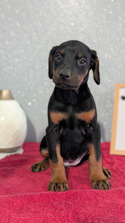 DOBERMAN PINSCHER (OCT 17) FEMALES