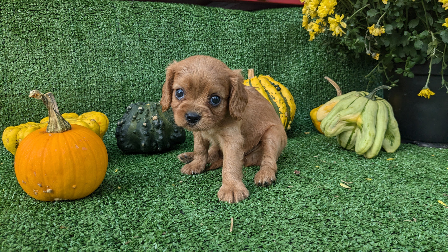CAVALIER (08/12) MALE