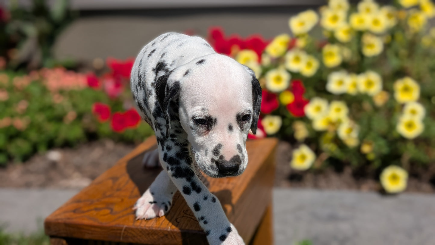 DALMATIAN (JUN 29) MALES