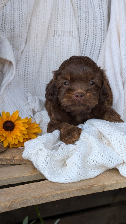 COCKAPOO (06/02) MALE
