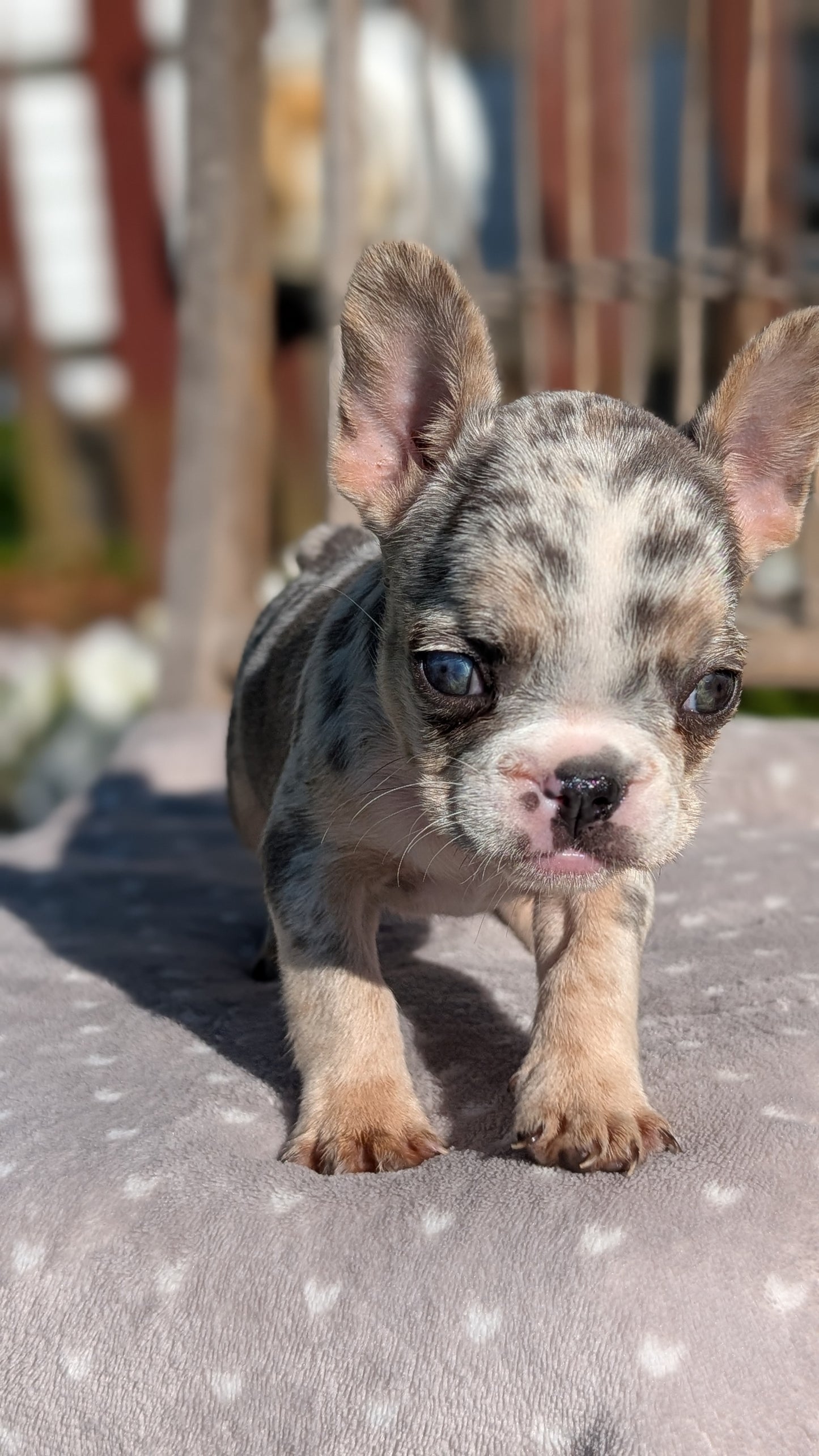 FRENCH BULLDOG (07/29) FEMALE
