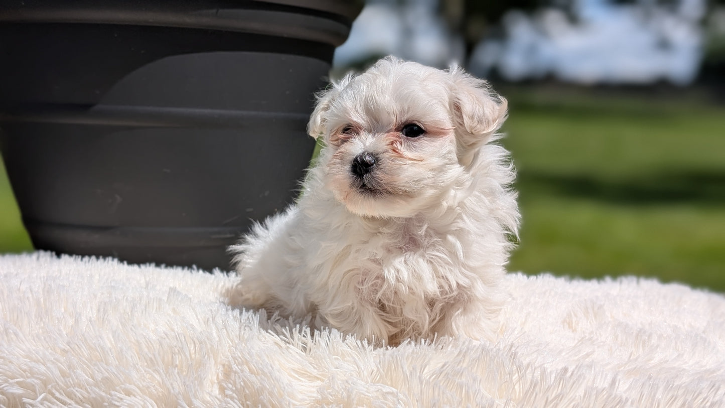 MALTESE (MAY 11) MALES
