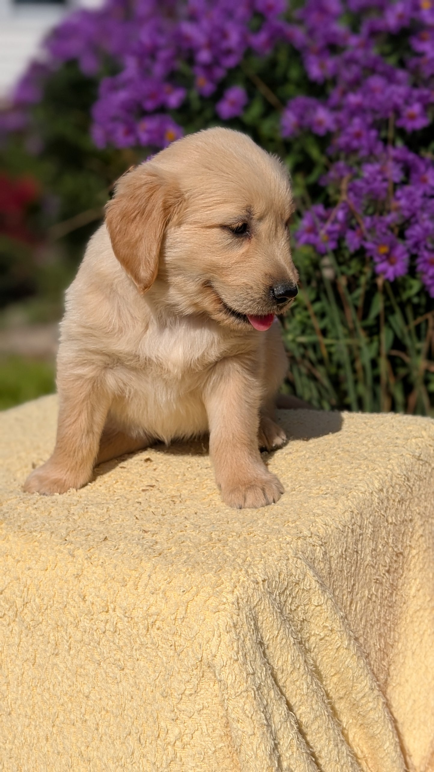 GOLDEN RETRIEVER (08/14) FEMALE