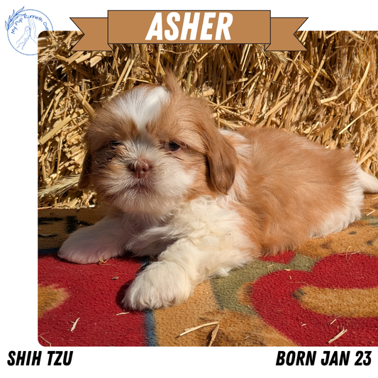 SHIH TZU (01/23) MALE