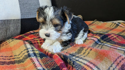 YORKSHIRE TERRIER (09/28) MALE