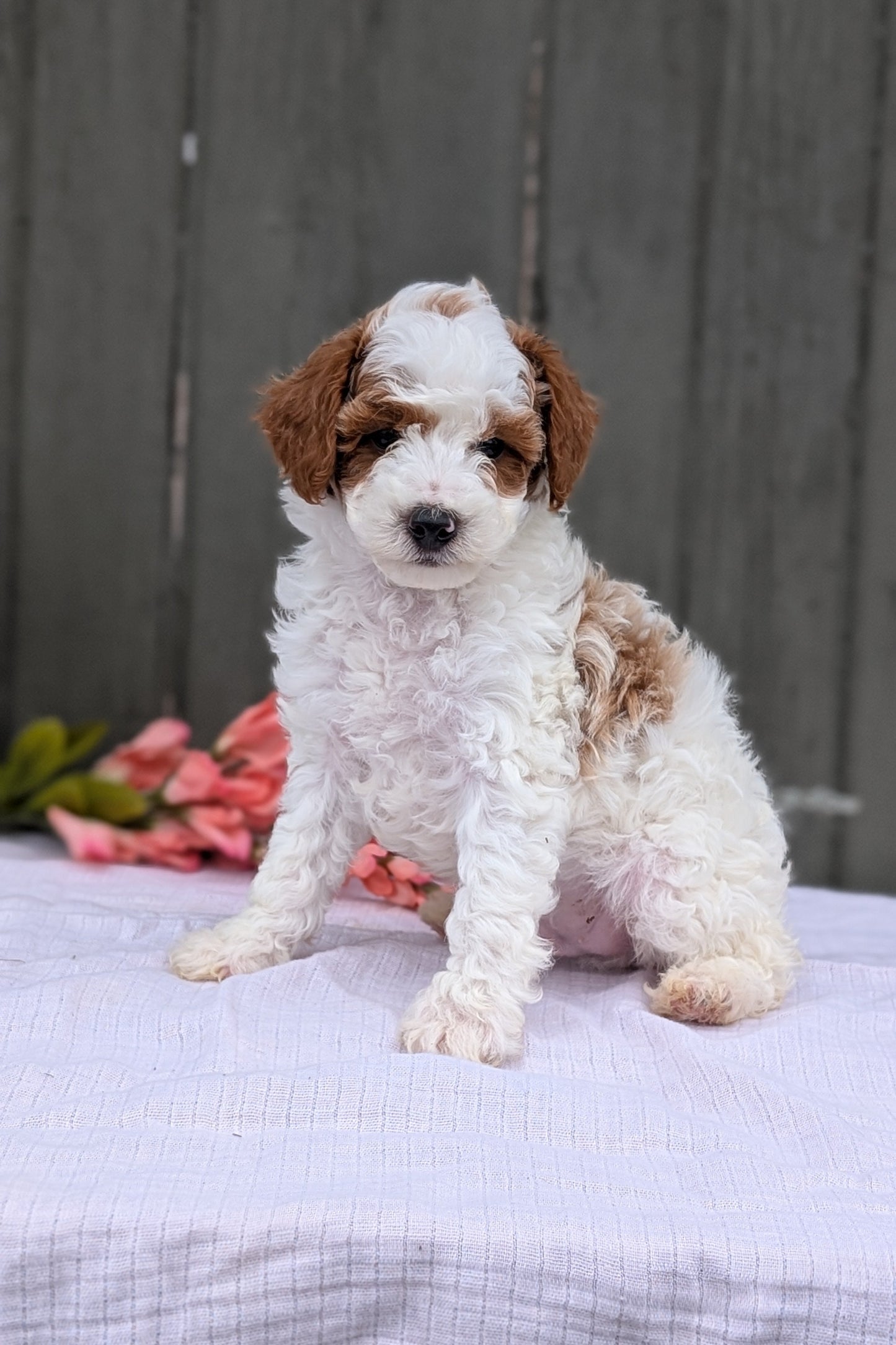 MINI POODLE (MAY 08) MALES
