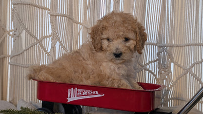 CAVAPOO (NOV 17) FEMALES