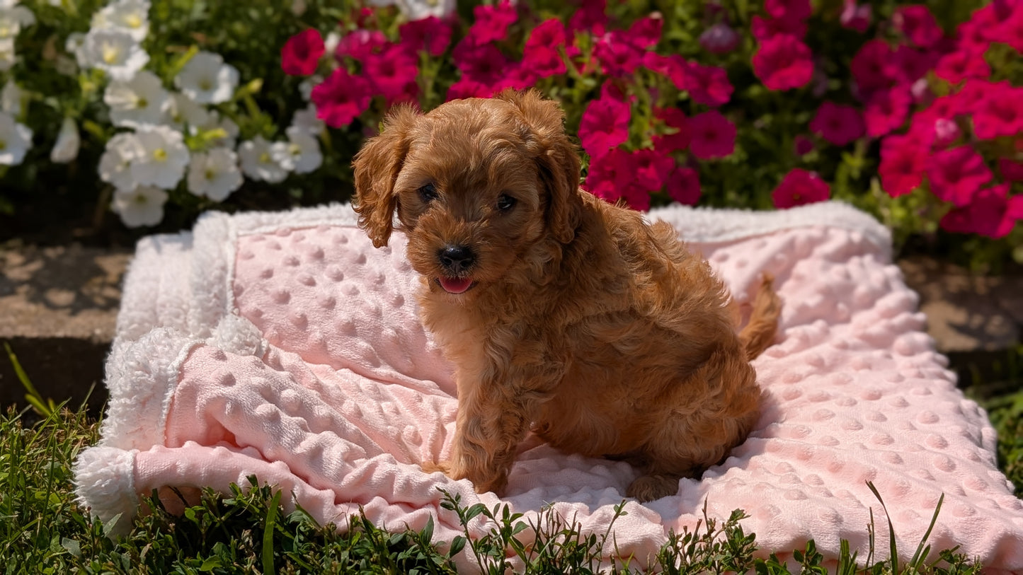 CAVAPOO (06/19) FEMALE