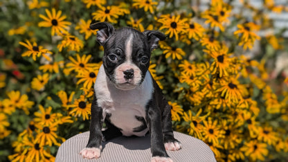 BOSTON TERRIER (JUL 11) 4 FEMALES/4 MALES
