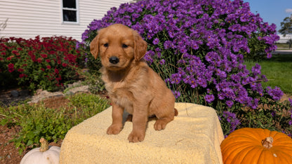 GOLDEN RETRIEVER (08/14) FEMALE
