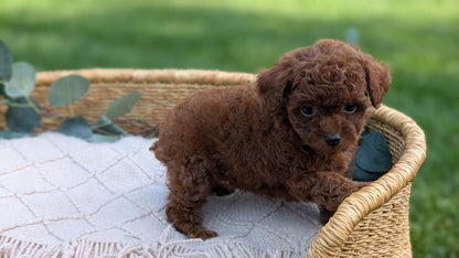 MINI POODLE (MAY 20) MALES