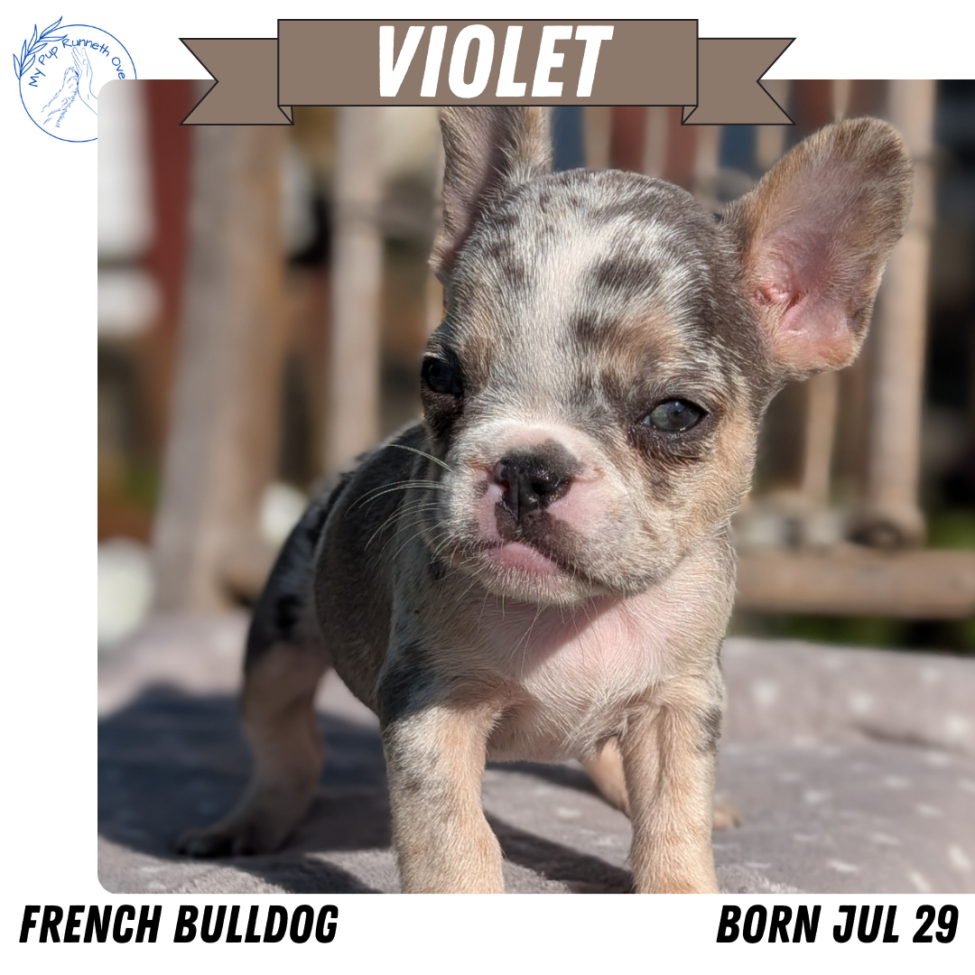 FRENCH BULLDOG (07/29) FEMALE