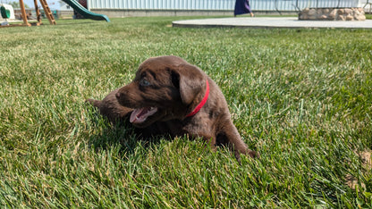 LABRADOR RETRIEVER (08/01) FEMALE