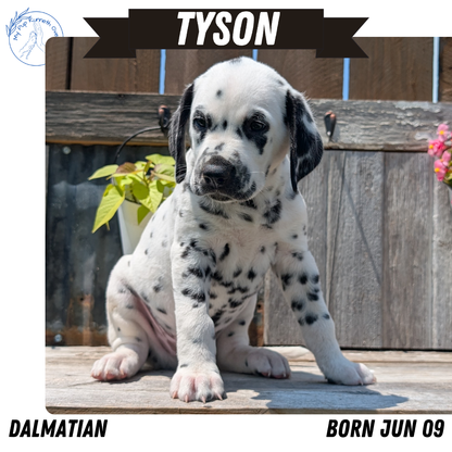 DALMATIAN (06/09) MALE