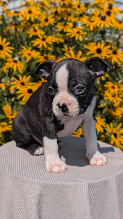 BOSTON TERRIER (JUL 11) 4 FEMALES/4 MALES