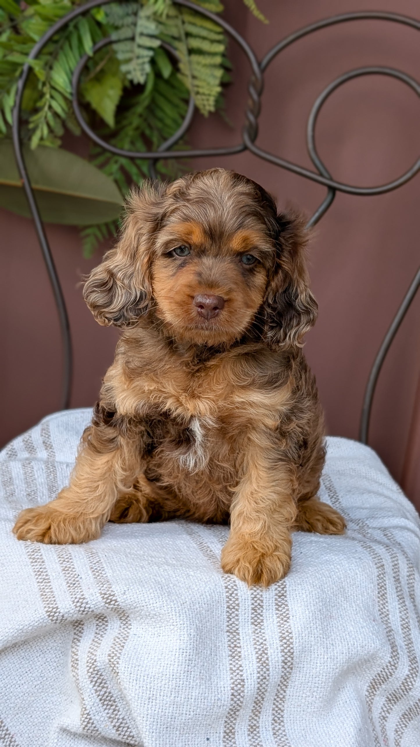 COCKAPOO (MAY 10) MALES
