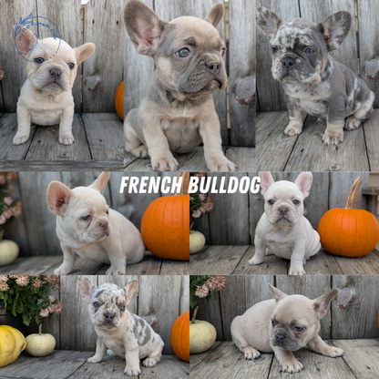 FRENCH BULLDOG (09/09) FEMALE