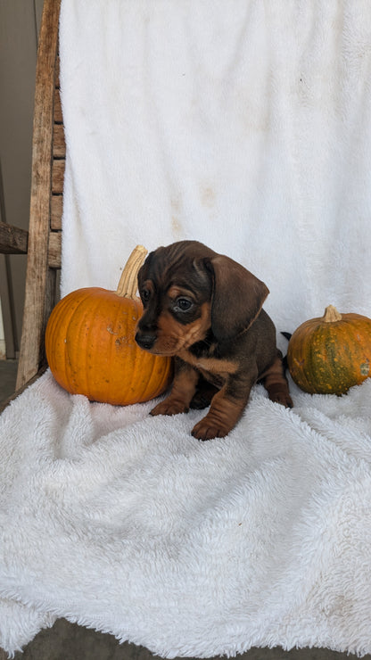 MINI DACHSHUND (08/13) MALE