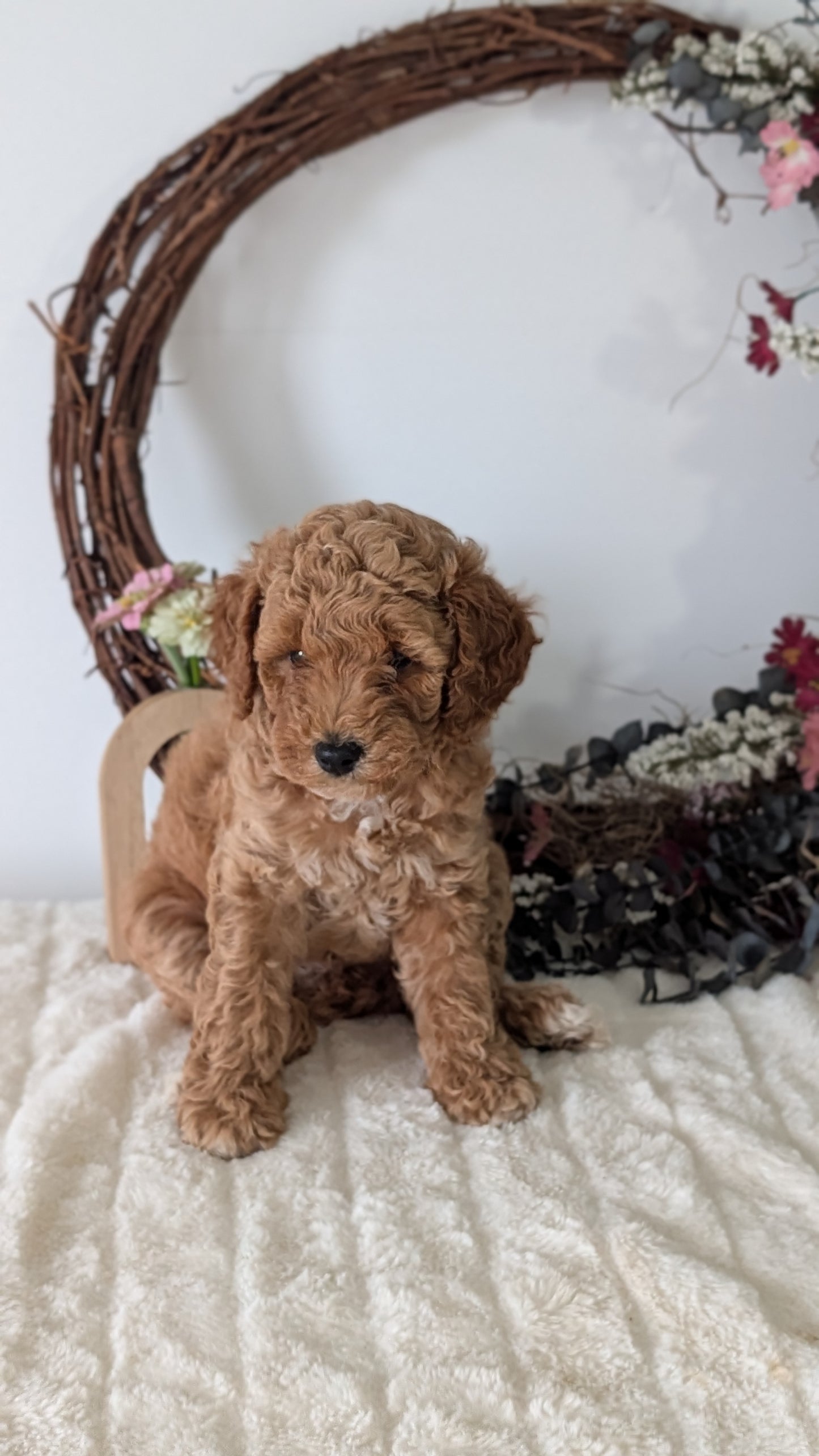MINI POODLE (JUN 01) FEMALES
