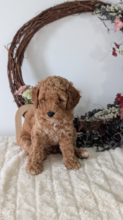 MINI POODLE (JUN 01) FEMALES