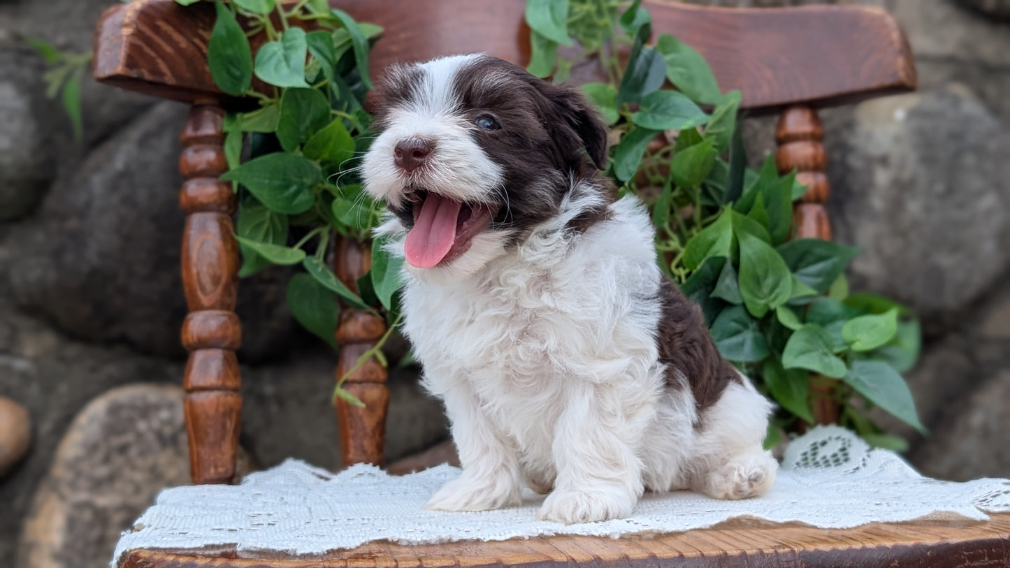 HAVANESE (APR 09) MALES