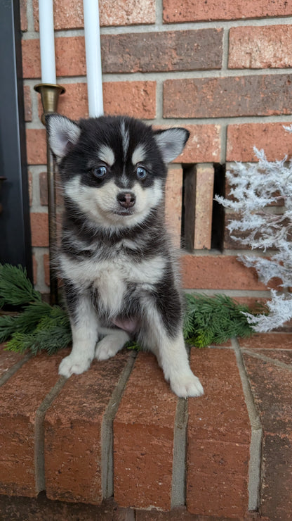 POMSKY (NOV 15) MALE