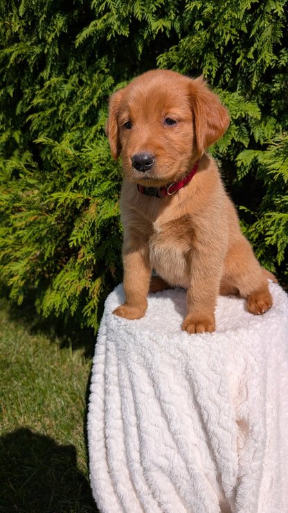 GOLDEN RETRIEVER (07/17) FEMALE