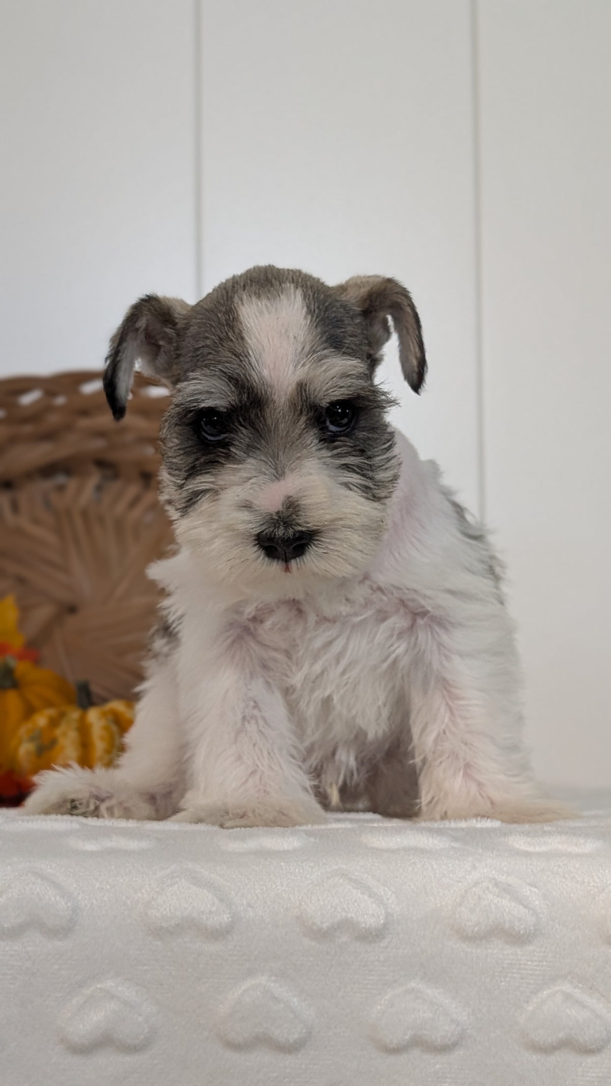 MINI SCHNAUZER (AUG 27) 4 FEMALES/1 MALE