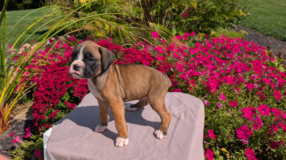BOXER (08/20) FEMALE
