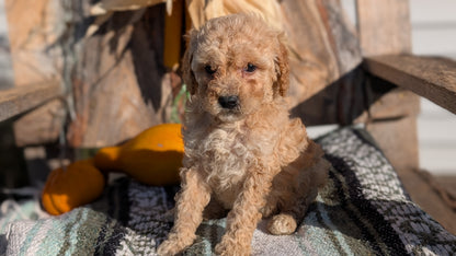 CAVAPOO (OCT 02) MALES