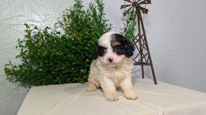 CAVAPOO (02/17) FEMALE