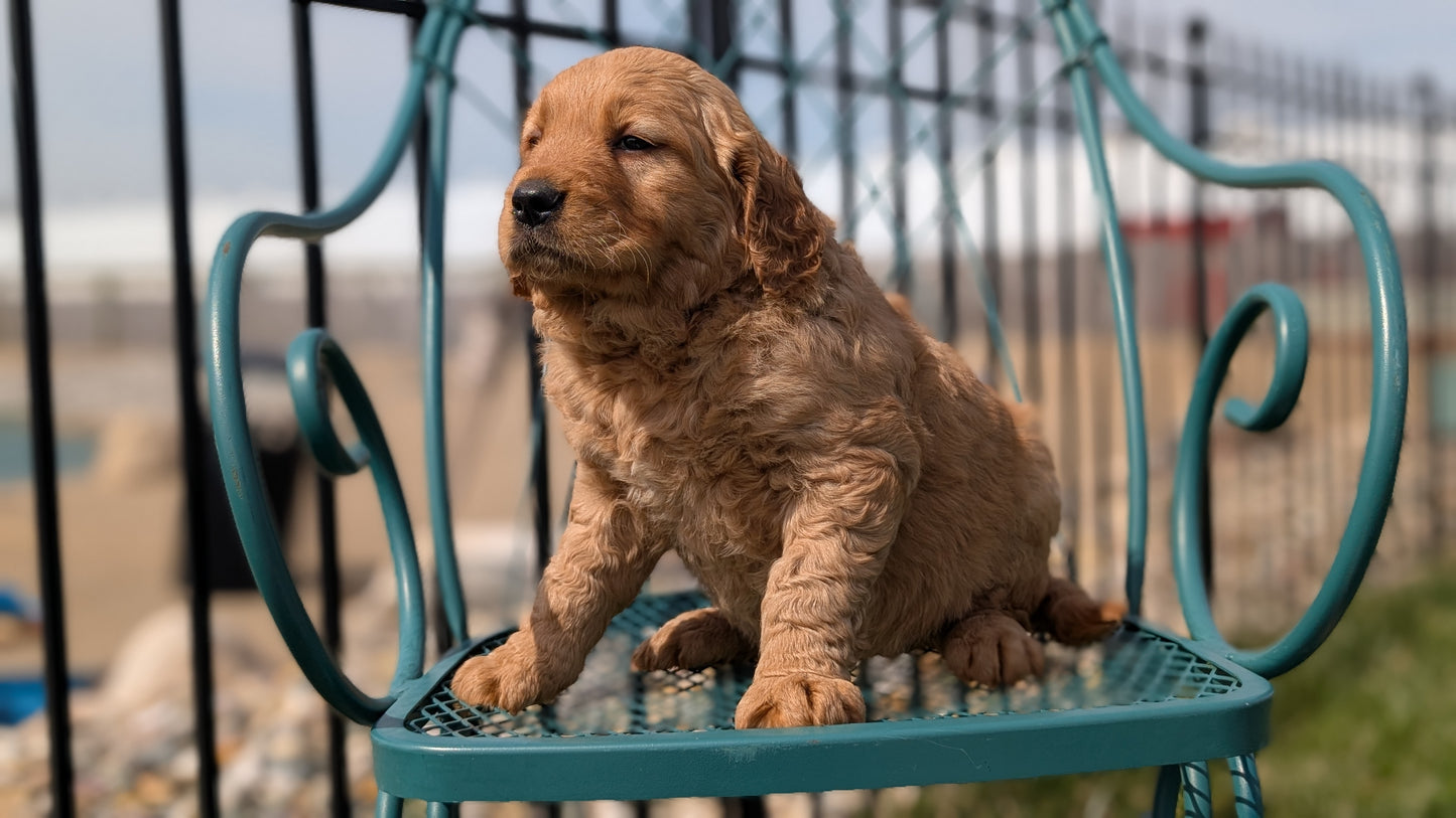 GOLDEN RETRIEVER (FEB 04) FEMALES
