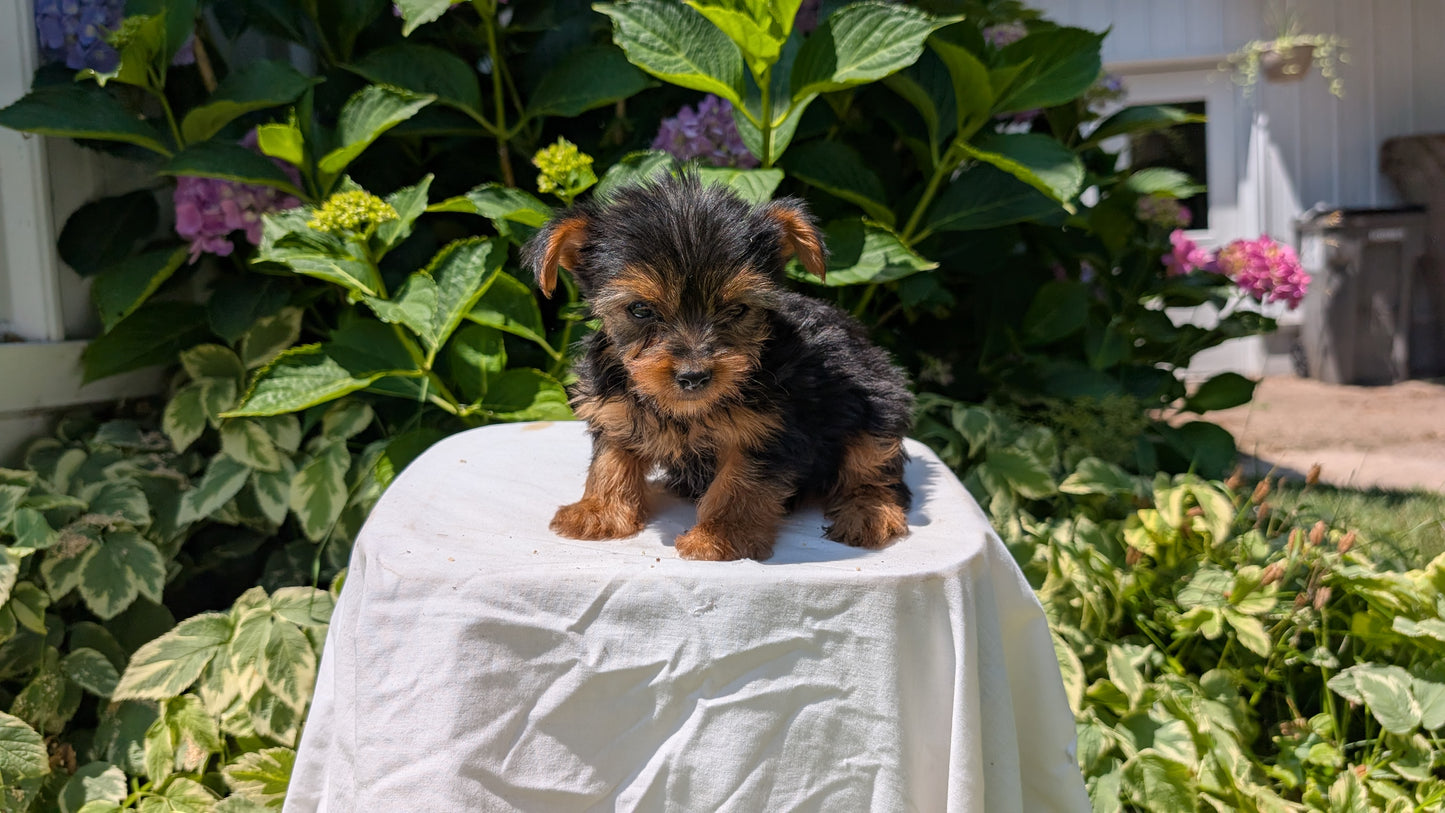 YORKSHIRE TERRIER (05/23) FEMALE