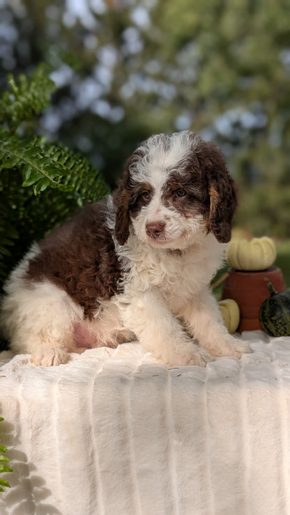 MINI BERNEDOODLE (08/06) MALE