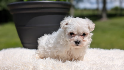 MALTESE (MAY 11) MALES