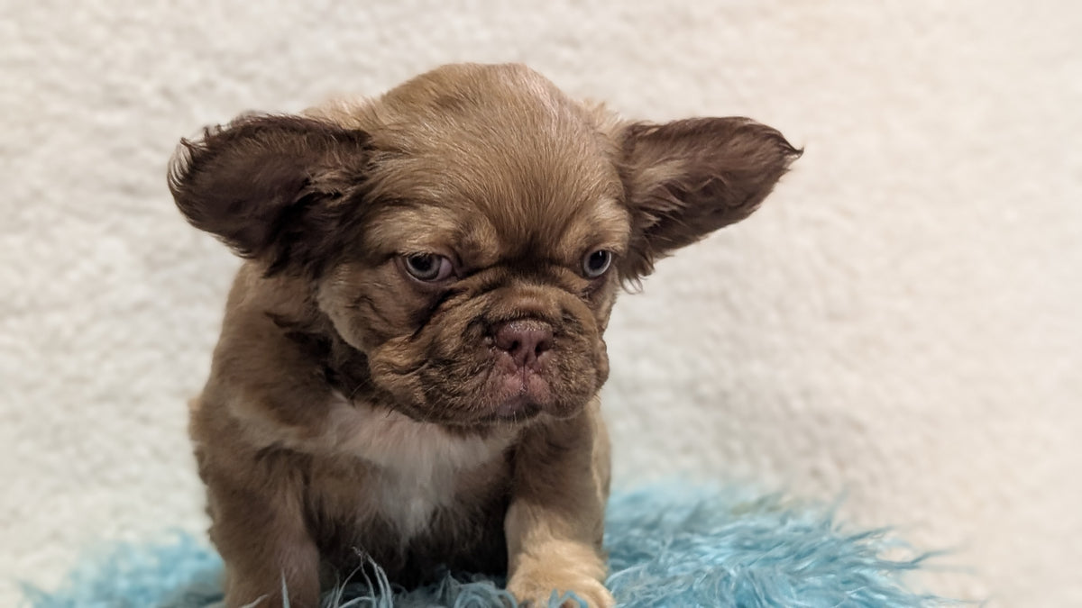 FRENCH BULLDOG (JUN 06) FEMALES