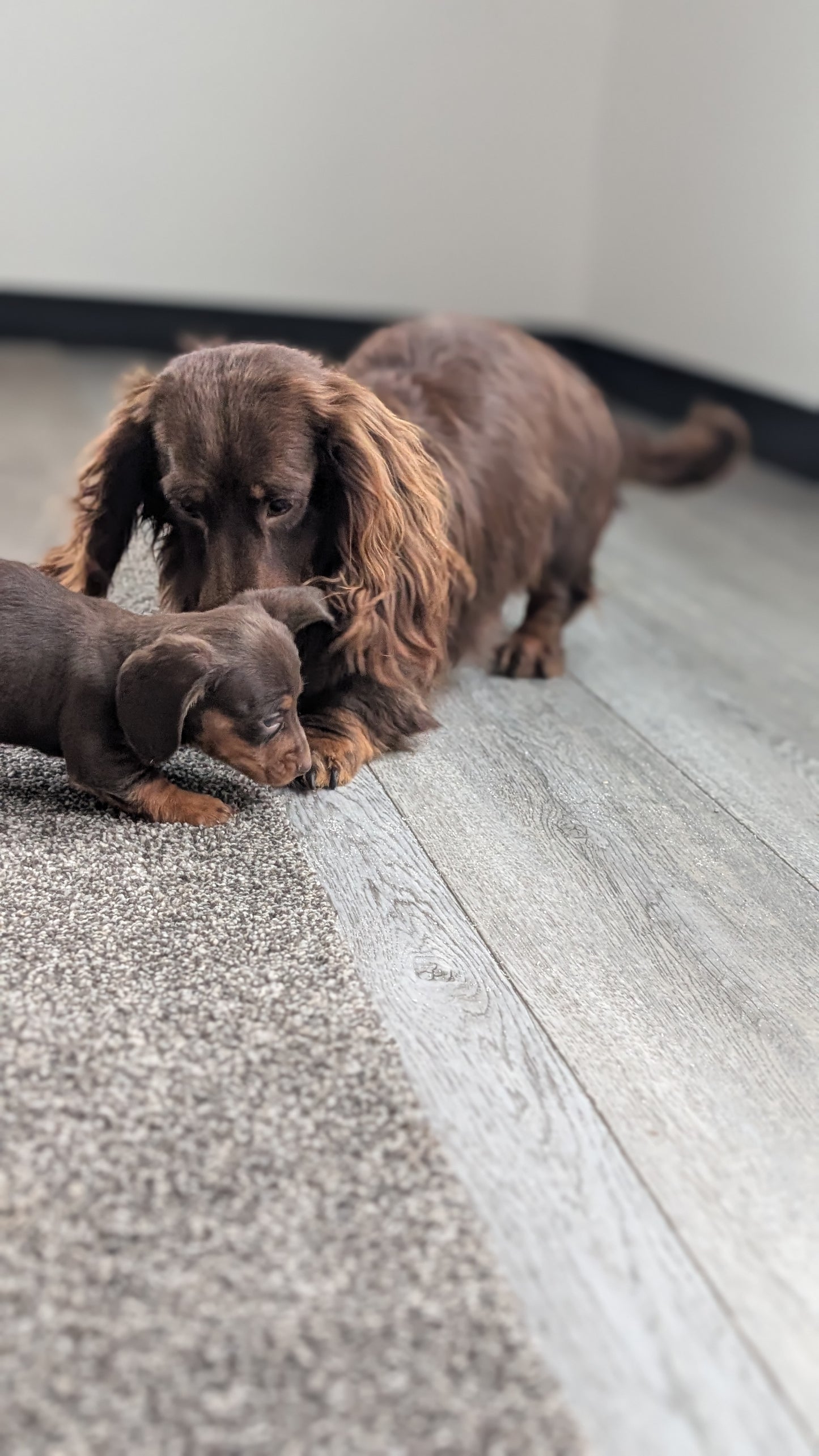 MINI DACHSHUND (09/22) MALE