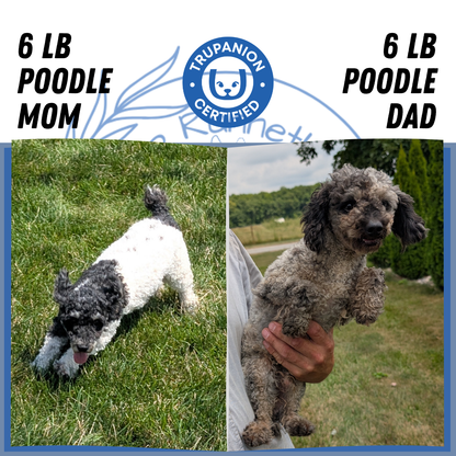 TOY POODLE (06/30) MALE