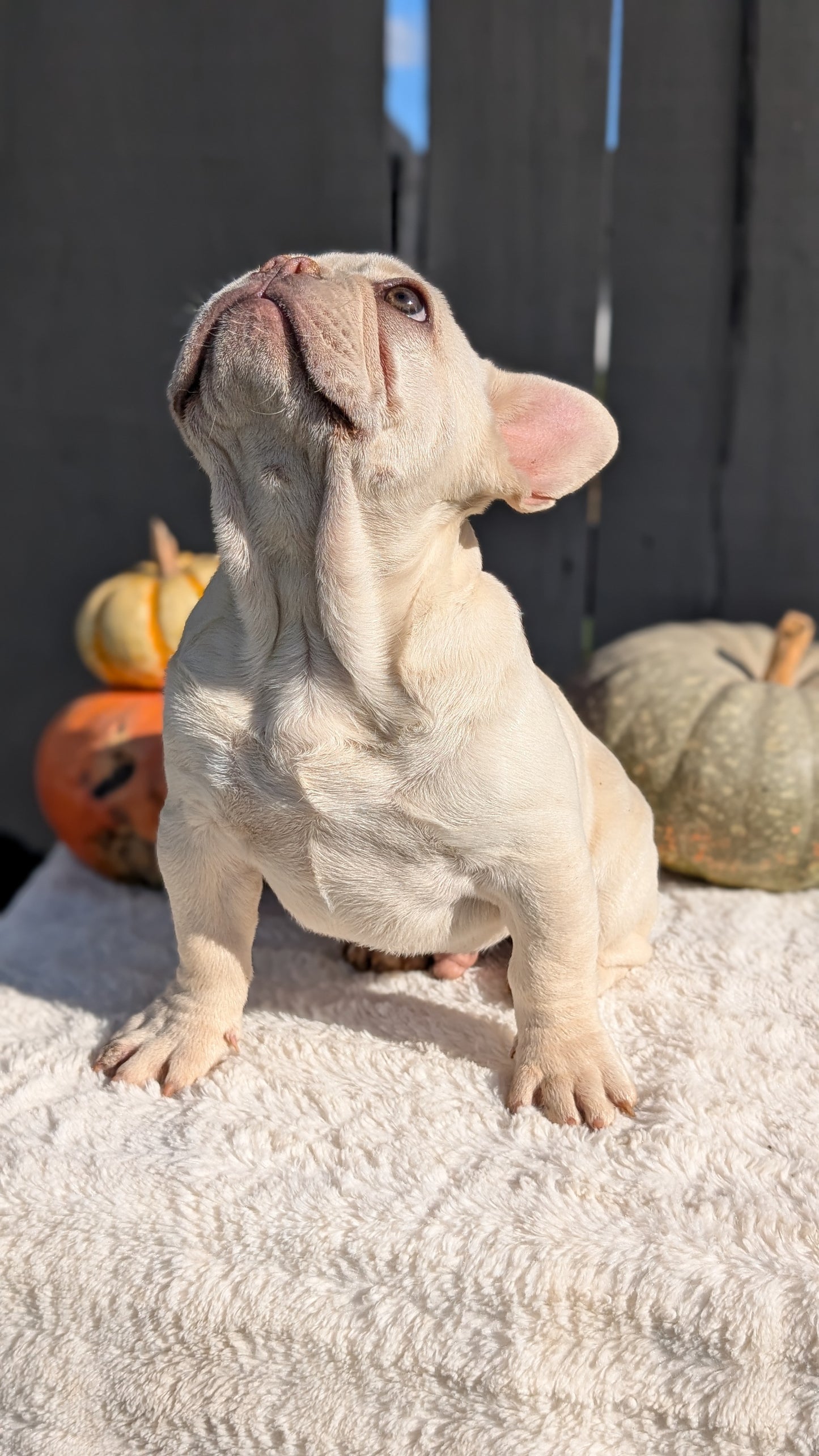 FRENCH BULLDOG (07/08) MALE