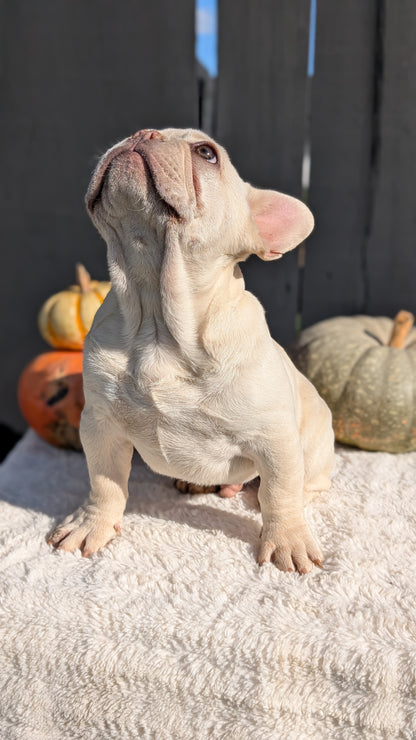 FRENCH BULLDOG (07/08) MALE